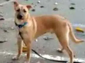 Cachorro ra a SRD idade 7 a 11 meses nome Ramel