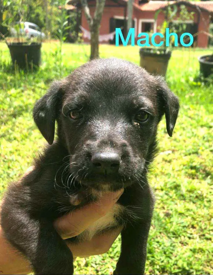 Cachorro ra a  idade Abaixo de 2 meses nome Filhotes