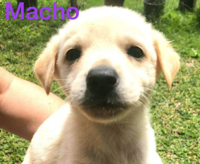 Cachorro ra a  idade Abaixo de 2 meses nome Filhotes