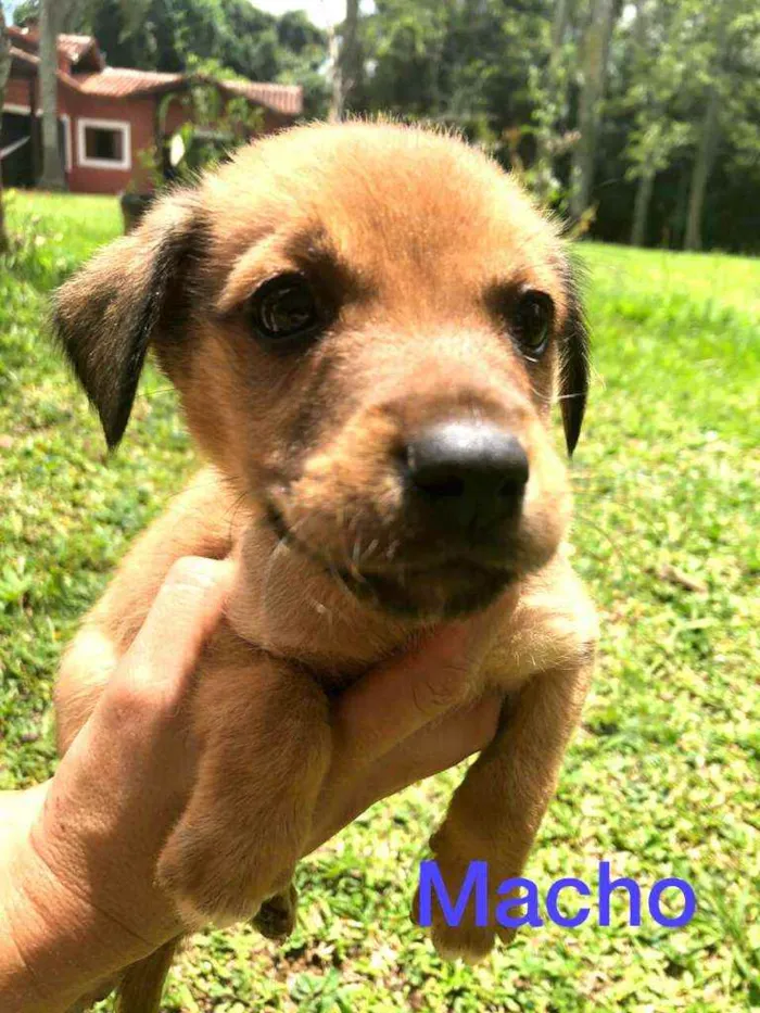 Cachorro ra a  idade Abaixo de 2 meses nome Filhotes