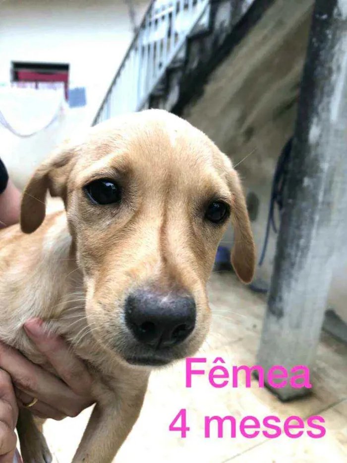 Cachorro ra a  idade Abaixo de 2 meses nome Filhotes