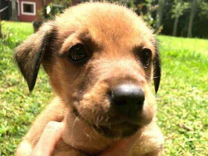 Cachorro ra a  idade Abaixo de 2 meses nome Filhotes