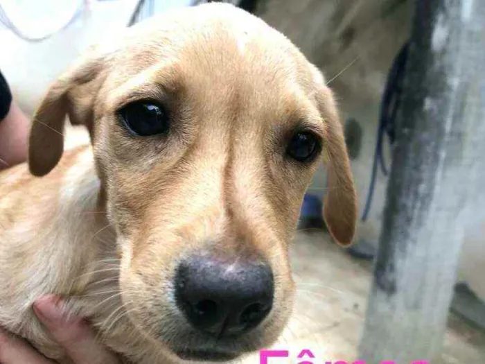Cachorro ra a  idade Abaixo de 2 meses nome Filhotes
