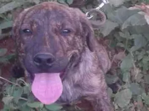 Cachorro raça Fila idade 7 a 11 meses nome Pantera
