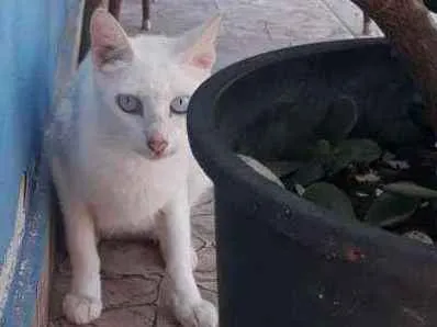 Gato ra a Indefinido idade 1 ano nome Não tem