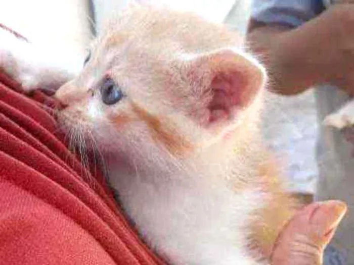 Gato ra a Indefinido idade 2 a 6 meses nome Não tem