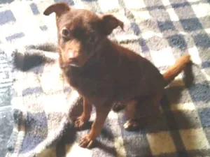 Cachorro raça SRD idade 4 anos nome Zinho 