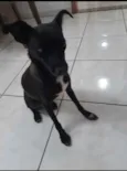 Neguinha 