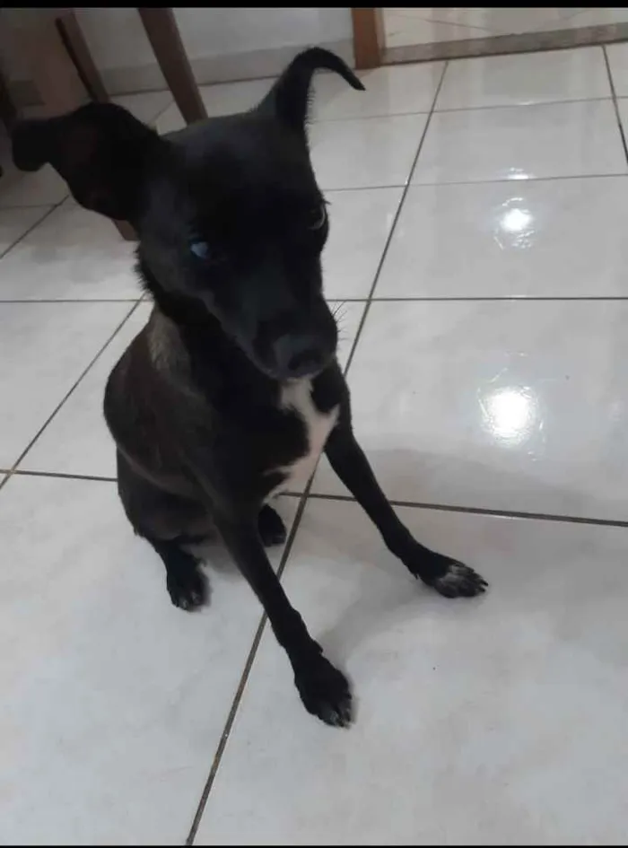 Cachorro ra a Viral lata  idade 2 a 6 meses nome Neguinha 