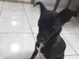 Neguinha 