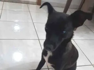 Cachorro raça Viral lata  idade 2 a 6 meses nome Neguinha 
