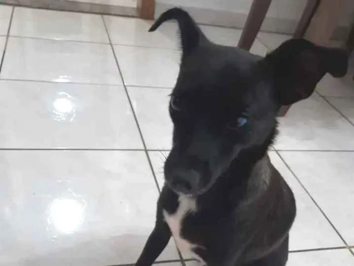Cachorro ra a Viral lata  idade 2 a 6 meses nome Neguinha 