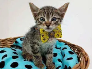 Gato raça Srd idade Abaixo de 2 meses nome Lion