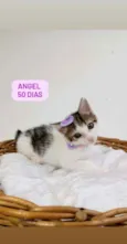 Angel