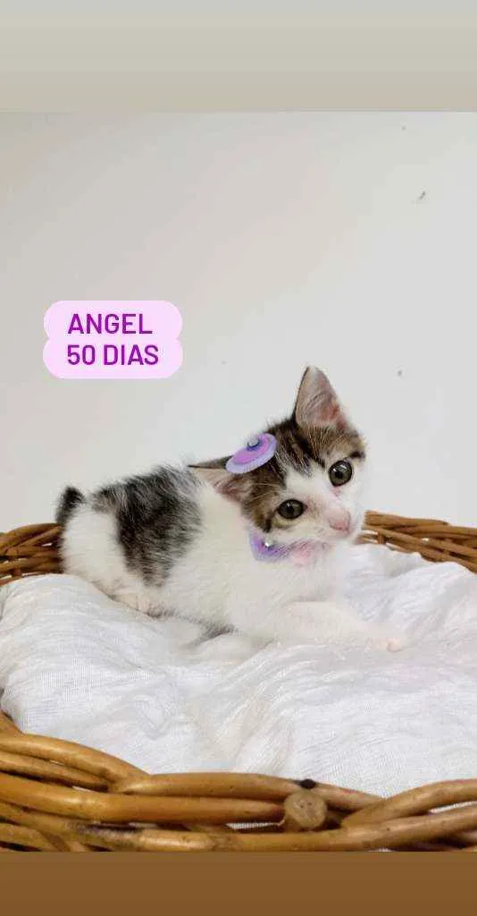 Cachorro ra a Srd idade Abaixo de 2 meses nome Angel