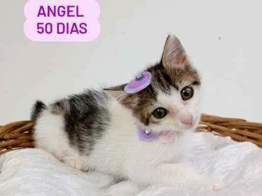 Cachorro ra a Srd idade Abaixo de 2 meses nome Angel