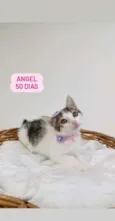 Angel