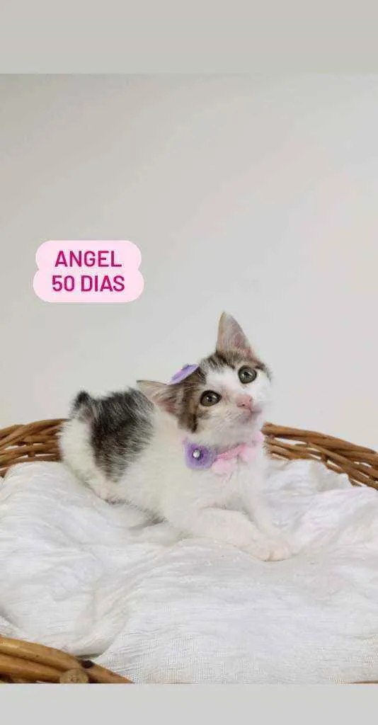 Cachorro ra a Srd idade Abaixo de 2 meses nome Angel