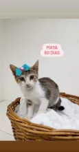 Gato raça Srd idade Abaixo de 2 meses nome Maya