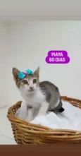 Gato raça Srd idade Abaixo de 2 meses nome Maya
