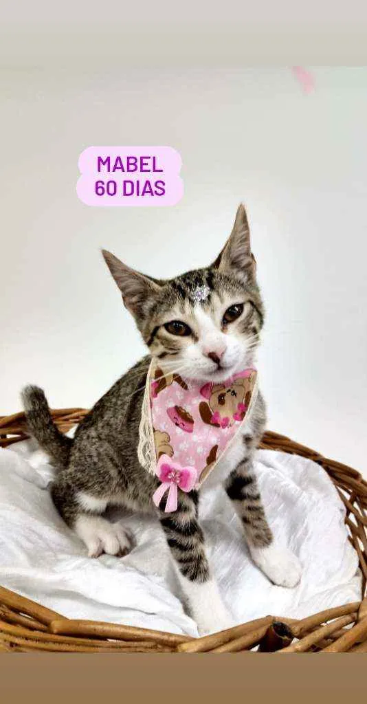 Gato raça Srd idade Abaixo de 2 meses nome Mabel