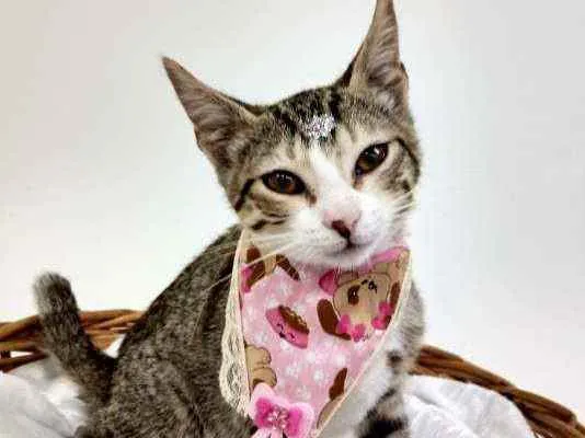 Gato raça Srd idade Abaixo de 2 meses nome Mabel