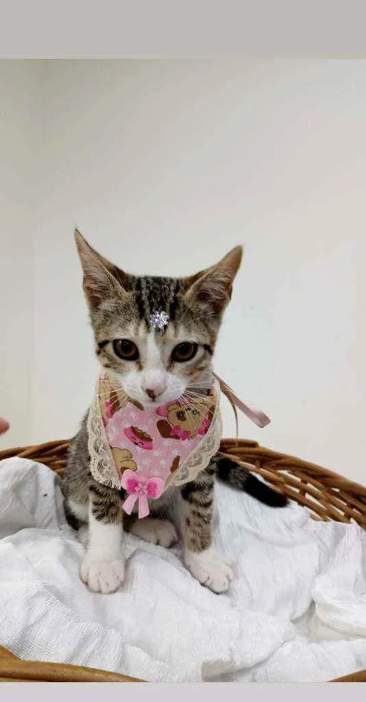 Gato raça Srd idade Abaixo de 2 meses nome Mabel