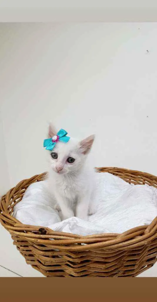 Gato ra a Srd idade Abaixo de 2 meses nome Lory
