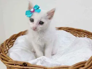 Gato raça Srd idade Abaixo de 2 meses nome Lory