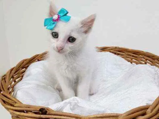 Gato ra a Srd idade Abaixo de 2 meses nome Lory
