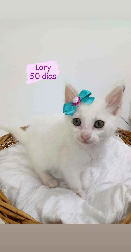 Gato ra a Srd idade Abaixo de 2 meses nome Lory