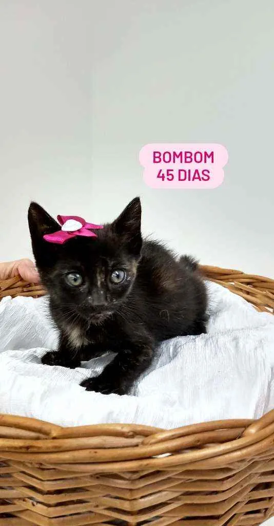 Gato ra a Srd idade Abaixo de 2 meses nome Bombom