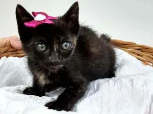 Gato raça Srd idade Abaixo de 2 meses nome Bombom