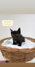 Bombom