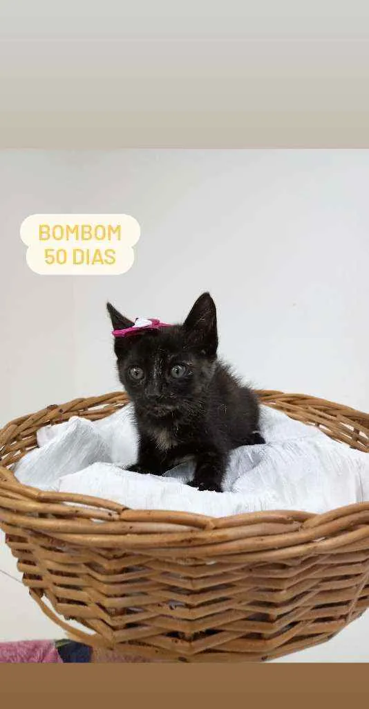 Gato ra a Srd idade Abaixo de 2 meses nome Bombom