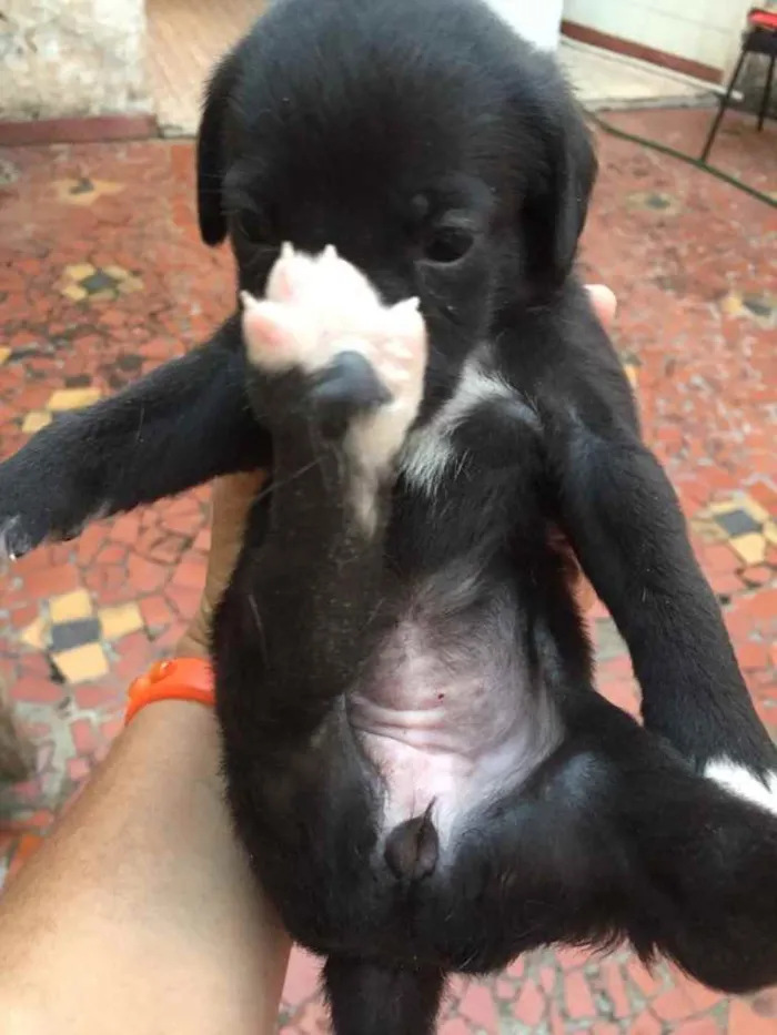 Cachorro ra a SRD idade Abaixo de 2 meses nome Filhotes