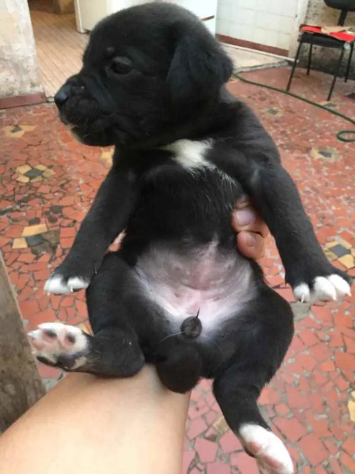 Cachorro ra a SRD idade Abaixo de 2 meses nome Filhotes