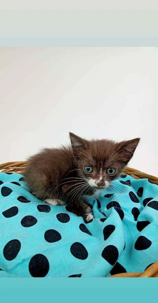 Gato ra a Srd idade Abaixo de 2 meses nome Brown