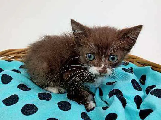 Gato ra a Srd idade Abaixo de 2 meses nome Brown