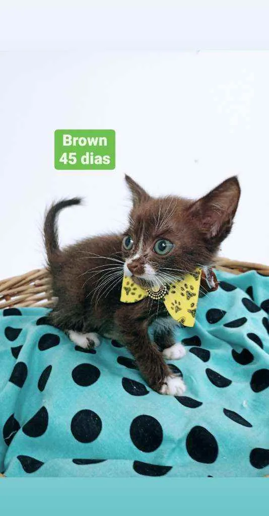 Gato ra a Srd idade Abaixo de 2 meses nome Brown