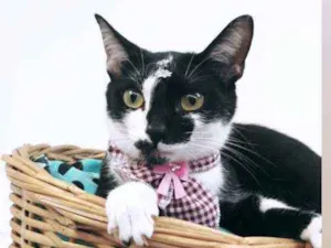 Gato raça Srd idade 2 a 6 meses nome Ivy
