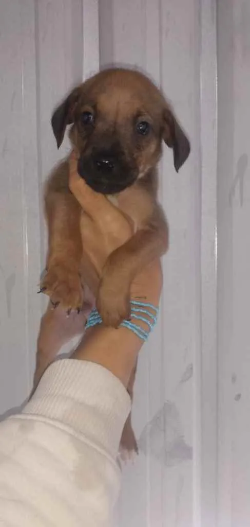 Cachorro ra a SRD idade Abaixo de 2 meses nome Filhotes