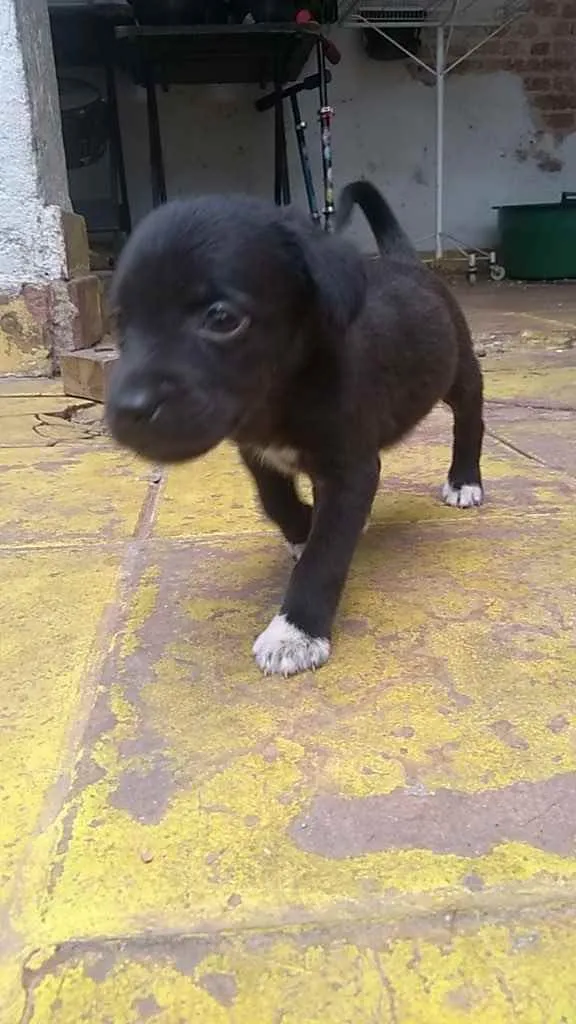 Cachorro ra a SRD idade Abaixo de 2 meses nome Filhotes