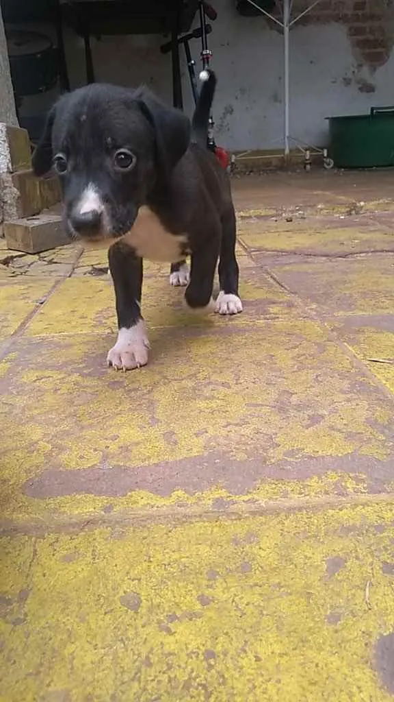 Cachorro ra a SRD idade Abaixo de 2 meses nome Filhotes