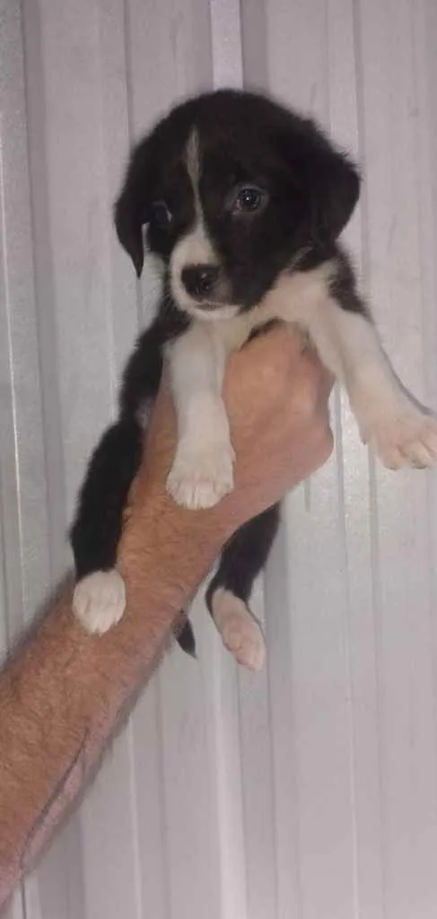 Cachorro ra a SRD idade Abaixo de 2 meses nome Filhotes
