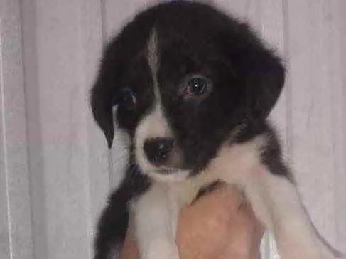 Cachorro ra a SRD idade Abaixo de 2 meses nome Filhotes