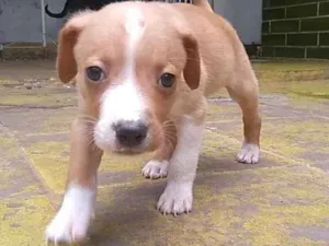 Cachorro raça SRD idade Abaixo de 2 meses nome Filhotes