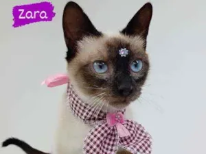 Gato raça Srd idade 2 a 6 meses nome Zara