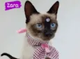 Gato raça Srd idade 2 a 6 meses nome Zara