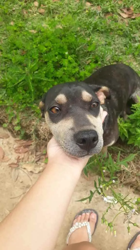 Cachorro ra a  idade 2 anos nome Menina 